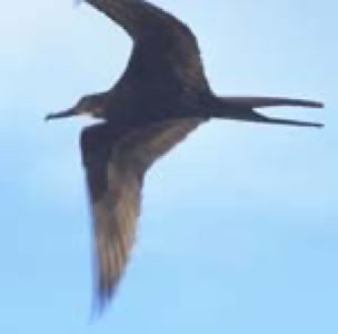 A bird with long wings and a forked tail flying against a clear blue sky.